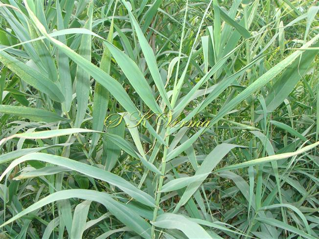  Culm with leaves